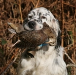 CH. Taichou du Milobre de Bouisse - 1er EXC CACT de Couple