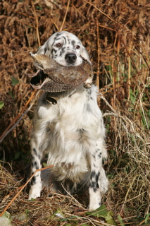 CH. Taichou du Milobre de Bouisse - RCACT Couple