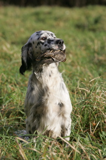 CH. Taichou du Milobre de Bouisse - CACTde Couple