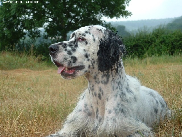 CH. Taichou du Milobre de Bouisse - 1 TB