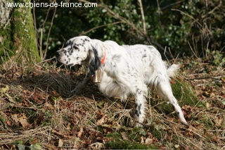 CH. Taichou du Milobre de Bouisse - 2 exc