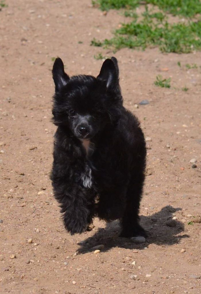 Publication : Wild Night's Auteur : Wild Night's