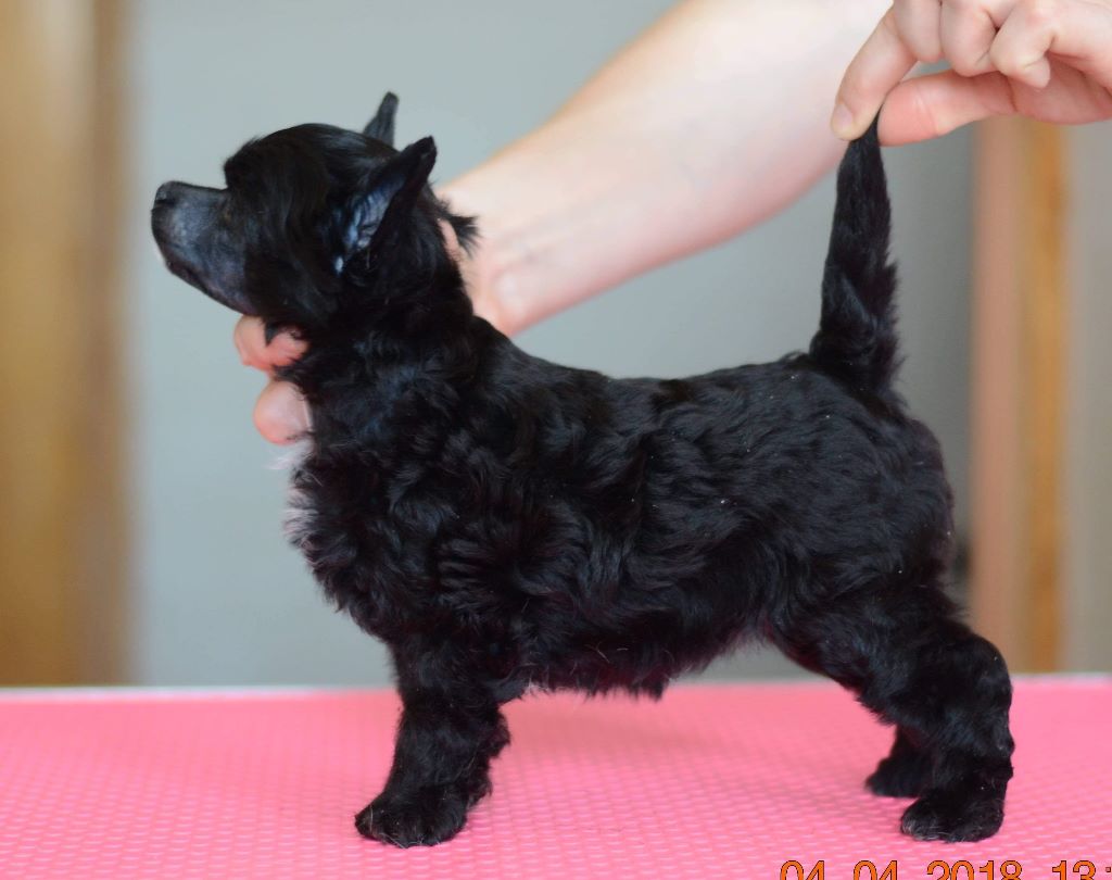 Publication : Wild Night's Auteur : Wild Night's