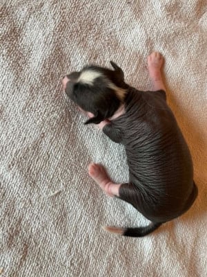 Les chiots de Chien chinois à crête