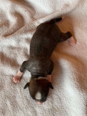 Les chiots de Chien chinois à crête