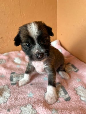 Les chiots de Chien chinois à crête