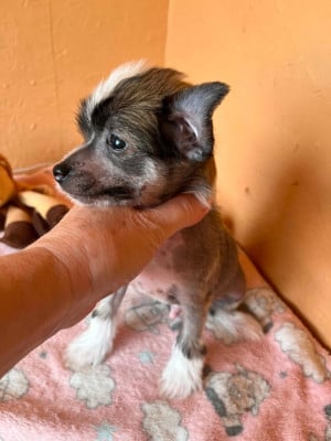 Les chiots de Chien chinois à crête