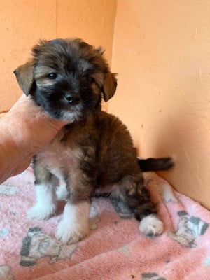 Les chiots de Chien chinois à crête