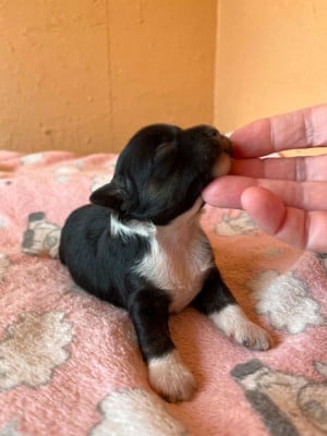 Les chiots de Chien chinois à crête