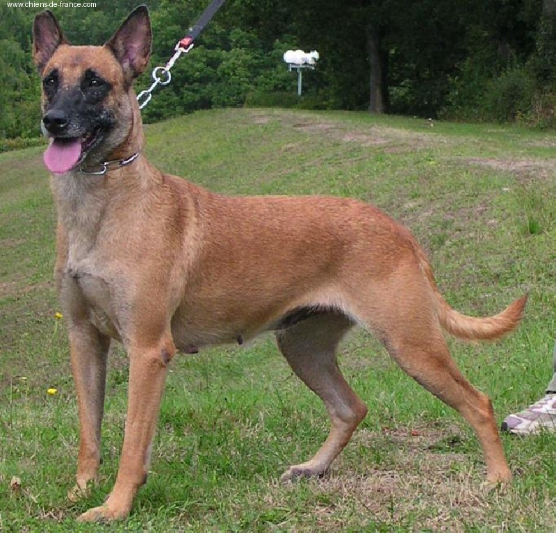 CH. Thisbe De lilo pyrrhate - assez bon