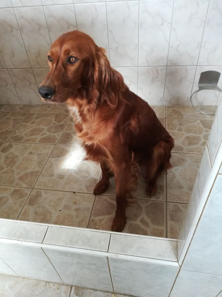 Publication : Des seraphins rouges Auteur : Des Séraphins rouges