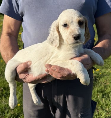 Les chiots de Setter Anglais