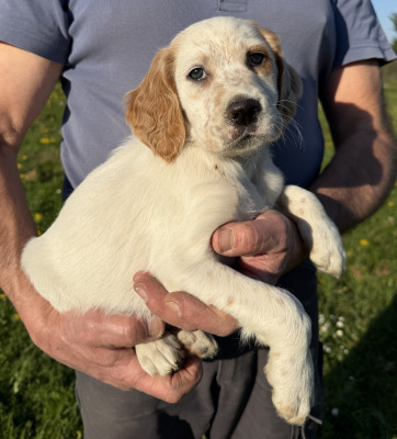 Les chiots de Setter Anglais