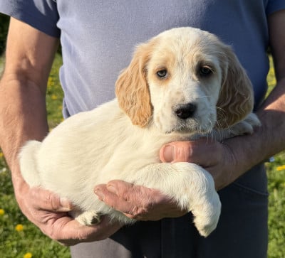 Les chiots de Setter Anglais