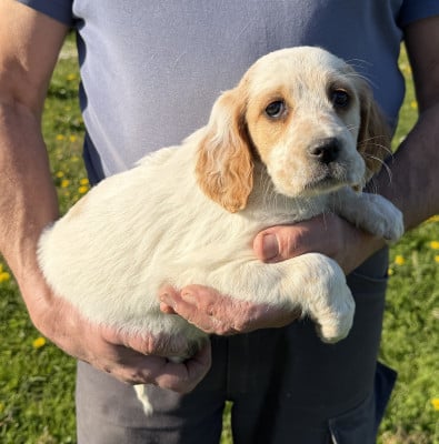 Les chiots de Setter Anglais