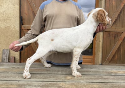 Les chiots de Setter Anglais