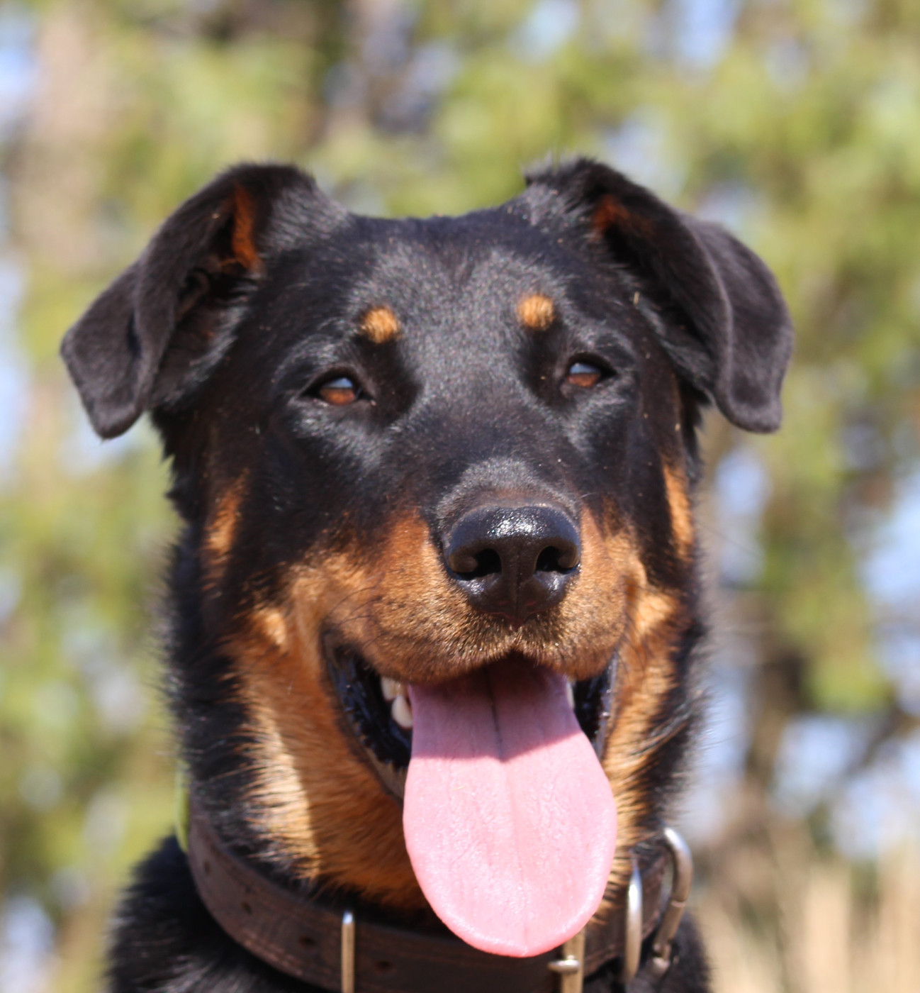 Unique des fideles gardiens