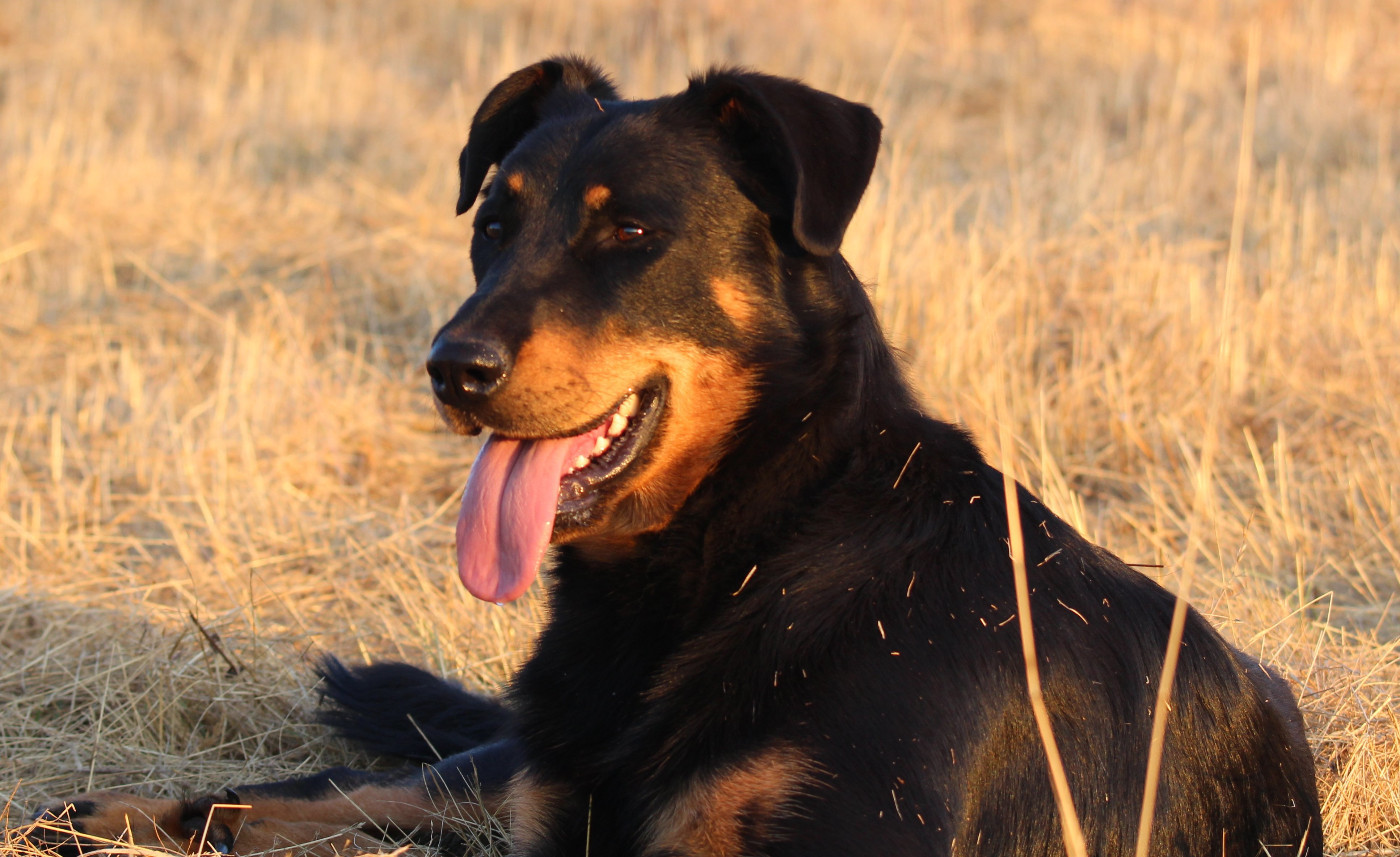 Unique des fideles gardiens