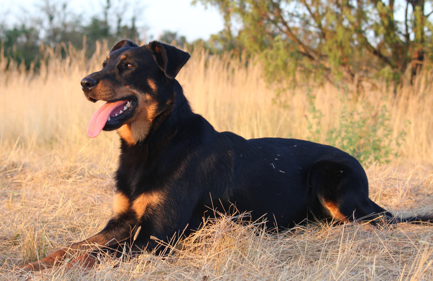 Unique des fideles gardiens