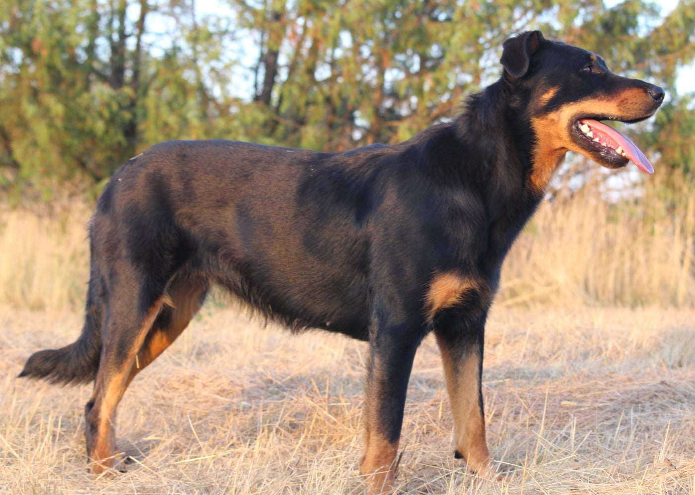 Unique des fideles gardiens