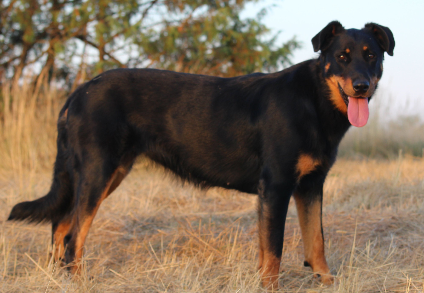 Unique des fideles gardiens