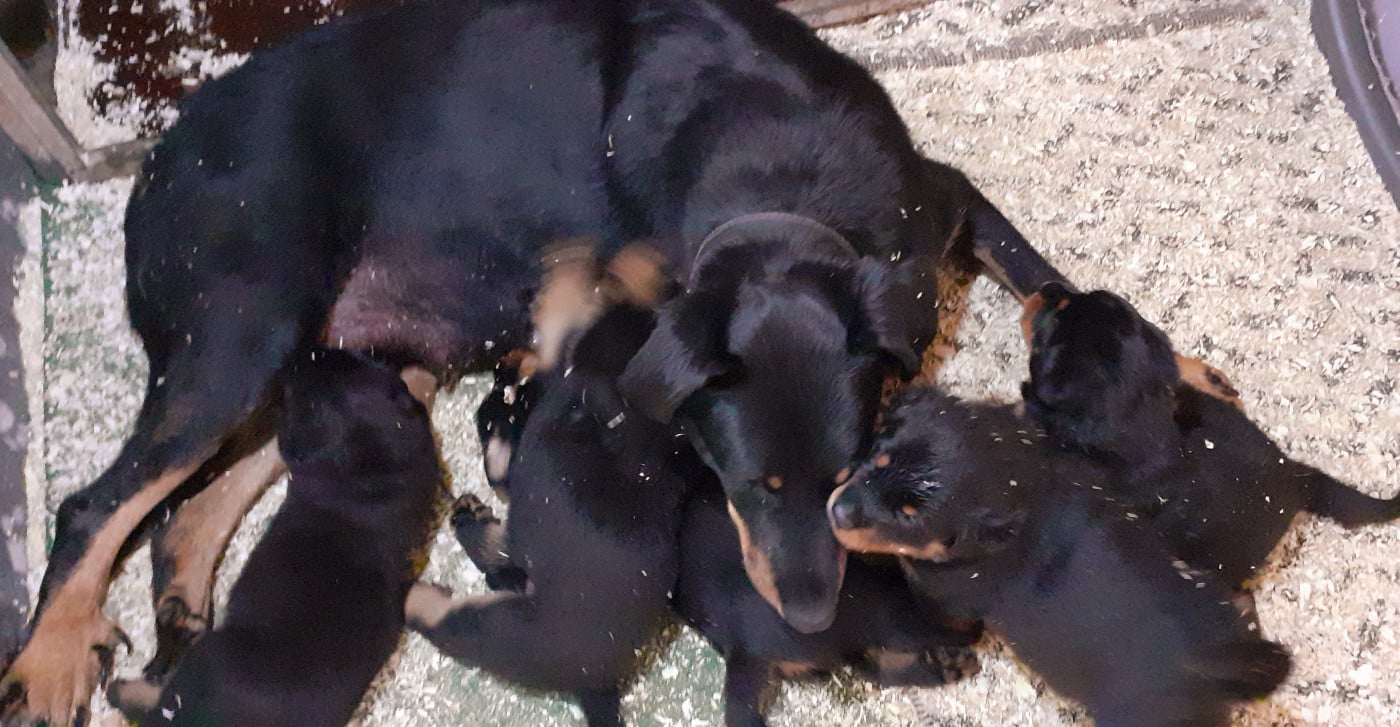 Chiot Berger de Beauce
