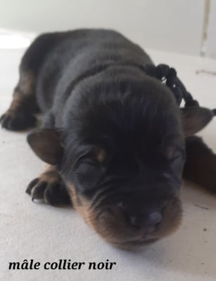 Les chiots de Berger de Beauce