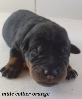 Les chiots de Berger de Beauce