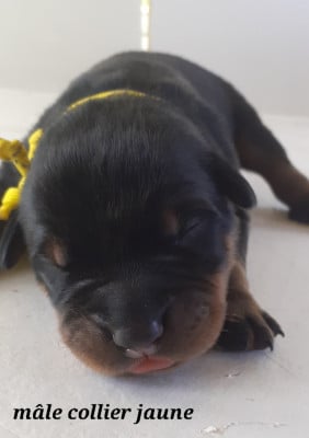 Les chiots de Berger de Beauce