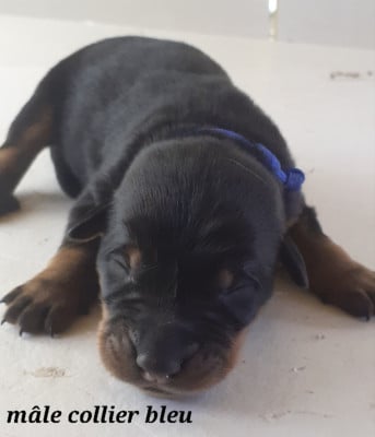 Les chiots de Berger de Beauce