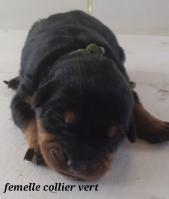 Les chiots de Berger de Beauce