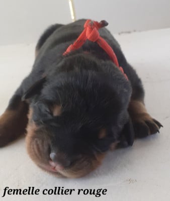 Les chiots de Berger de Beauce