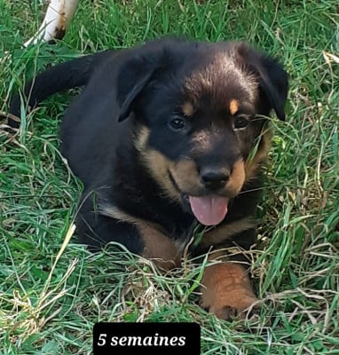 Les chiots de Berger de Beauce