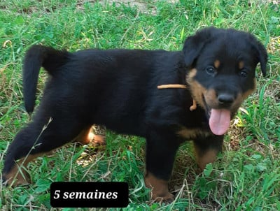 Les chiots de Berger de Beauce