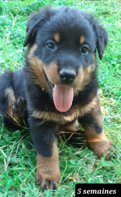 Les chiots de Berger de Beauce