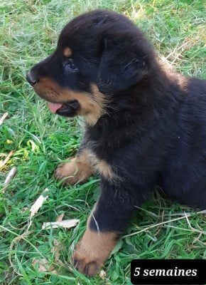 Les chiots de Berger de Beauce