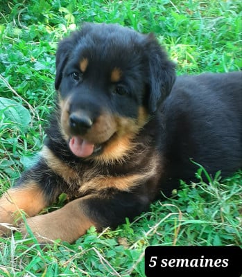 Les chiots de Berger de Beauce