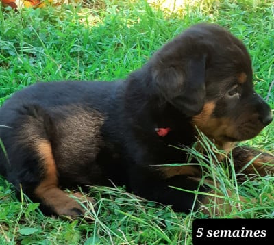 Les chiots de Berger de Beauce