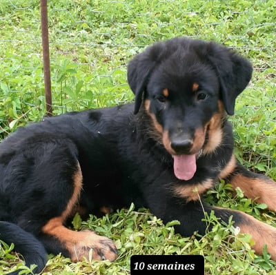 Les chiots de Berger de Beauce