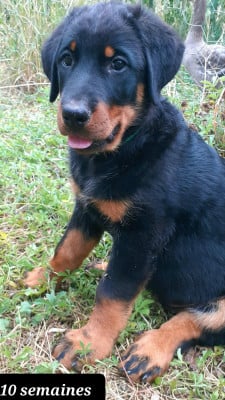Les chiots de Berger de Beauce