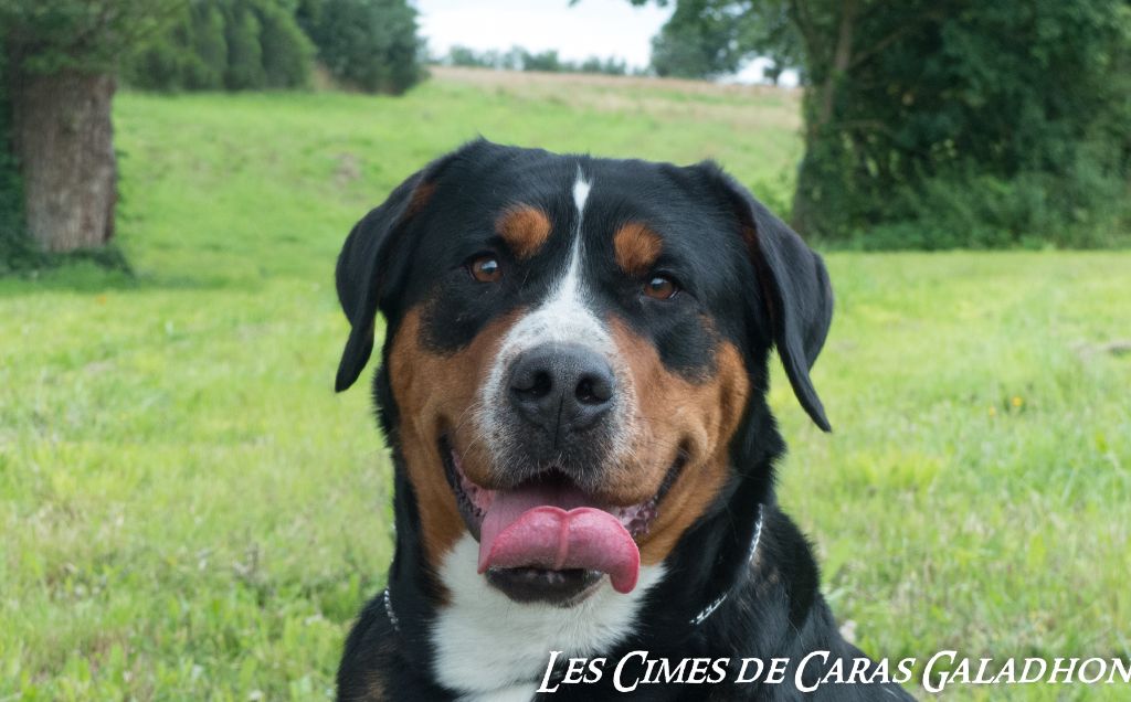 Publication : Des cimes de caras galadhon Auteur : F.D.