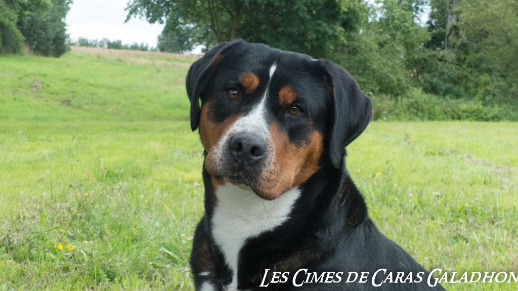 Publication : Des cimes de caras galadhon Auteur : F.D.