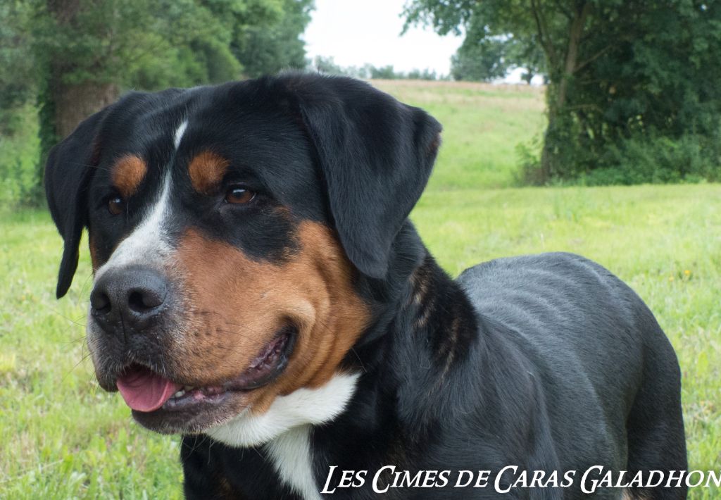 Publication : Des cimes de caras galadhon Auteur : F.D.