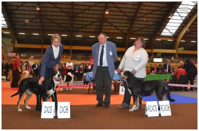 CH. A star is born av prinzenhof - 1er Excellent Classe Ouverte Femelle - RCACS - RCACIB