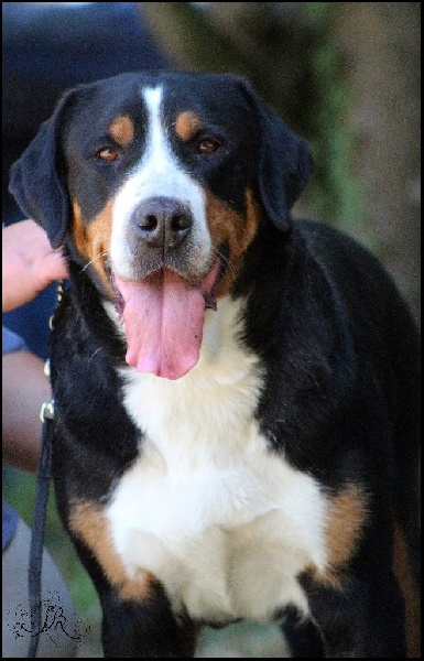 CH. A star is born av prinzenhof - 1er Excellent - Classe Ouverte Femelle - Meilleure Femelle - Meilleur de RACE