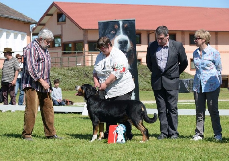 CH. A star is born av prinzenhof - 1 er Excellent - Classe Ouverte femelle - CACS - BOS