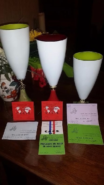 CH. Jaesan Des cimes de caras galadhon - 1er Excellent - Classe Intermédiaire femelle - CACS - CACIB - BOS