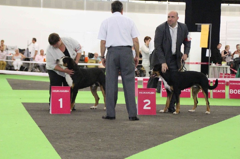 Sandor from swiss star - 1er Très Bon - Classe Jeune Mâle