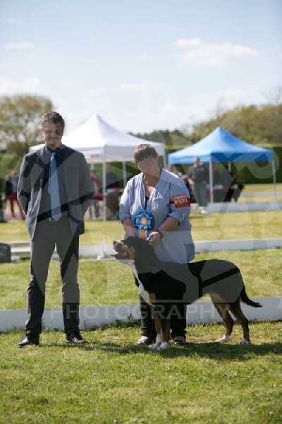 CH. Jaesan Des cimes de caras galadhon - 1er Excellent - Classe Intermédiaire femelle