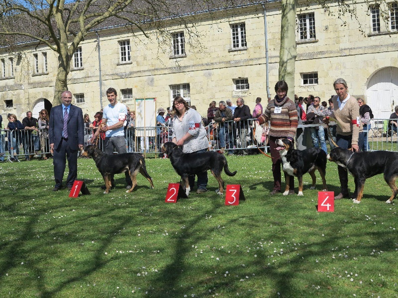 CH. A star is born av prinzenhof - 2ème Excellent - Classe Ouverte